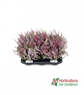 CALLUNA M11 BICOLOR