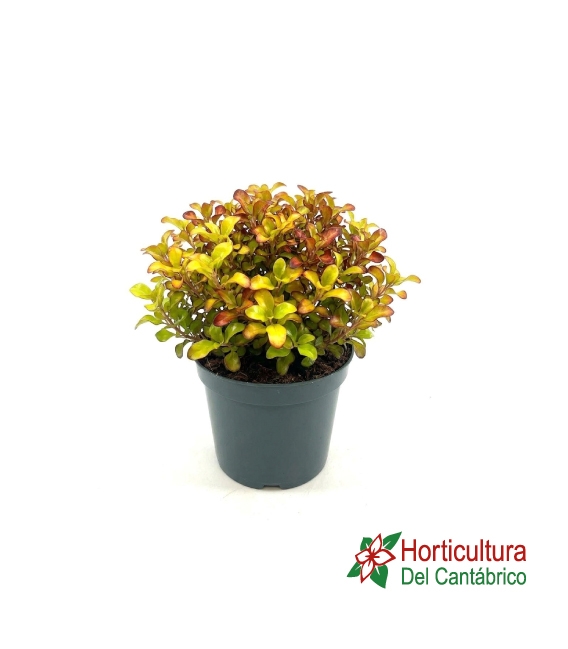 COPROSMA PI�A COLADA 2.5L
