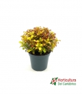 COPROSMA PI�A COLADA 2.5L