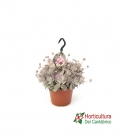 KALANCHOE PUMILA M15