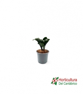 ZAMIOCULCAS ZENZI M9