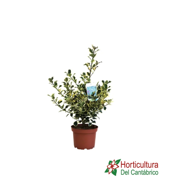 ILEX VARIEGATA M17