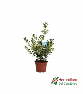 ILEX VARIEGATA M17
