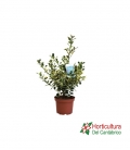 ILEX VARIEGATA M17