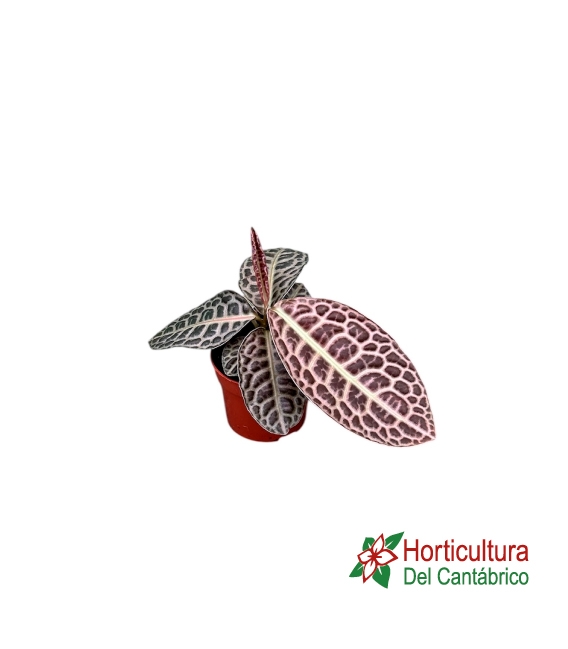 LABISIA TURTLE BACK M10