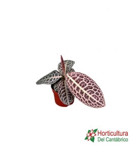 LABISIA TURTLE BACK M10