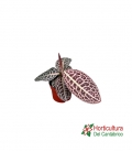 LABISIA TURTLE BACK M10