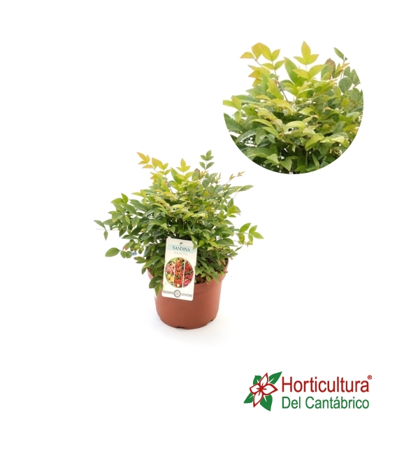 NANDINA GULF STREAM 2.5L