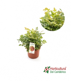 NANDINA GULF STREAM 2.5L