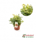 NANDINA GULF STREAM 2.5L