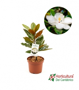 MAGNOLIA GRANDIFLORA M2.5L