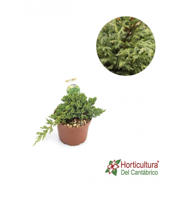 JUNIPERUS NANA 2.5L
