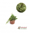JUNIPERUS NANA 2.5L