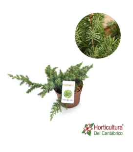 JUNIPERUS SCHLAGER 2.5L