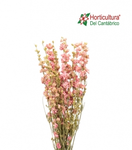 Delphinium Rosa