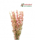 Delphinium Rosa