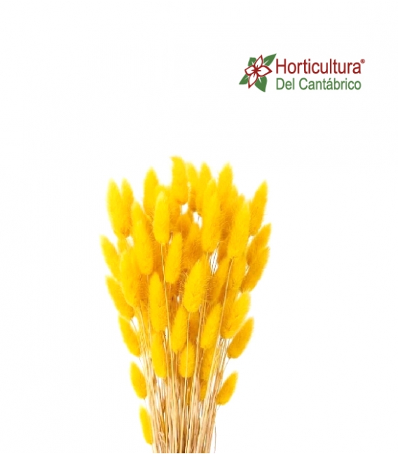 Lagurus preservado amarillo