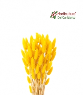 Lagurus preservado amarillo