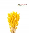 Lagurus preservado amarillo