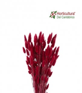 LAGURUS BURDEOS