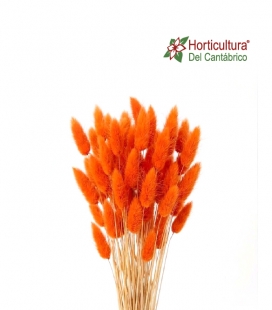 LAGURUS NARANJA
