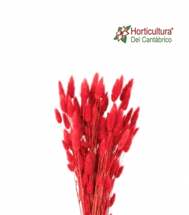 LAGURUS ROJO