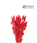 LAGURUS ROJO