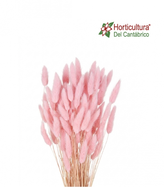LAGURUS ROSA