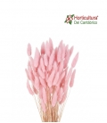LAGURUS ROSA