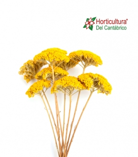 Achillea preservada amarilla