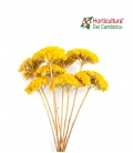 ACHILLEA PRESERVADA AMARILLA