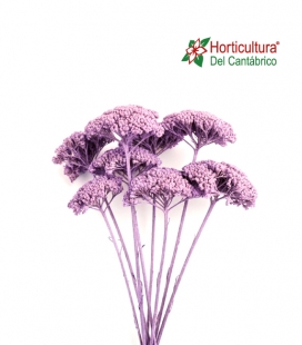 Achillea preservada lila