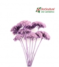 ACHILLEA PRESERVADA LILA