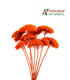 Achillea preservada naranja