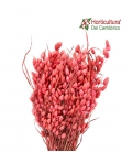 BRIZA ROSA CORAL