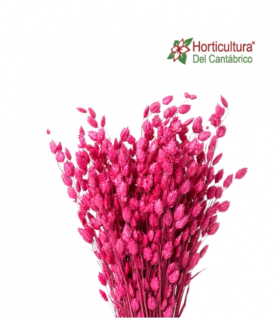Briza maxima fucsia