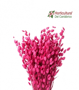 Briza maxima fucsia