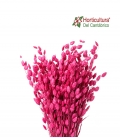 Briza maxima fucsia