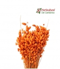 Briza maxima naranja