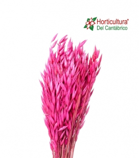 AVENA FUCSIA 0,50 CM