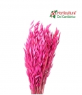AVENA FUCSIA 0,50 CM