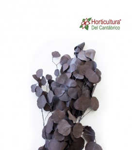 EUCALIPTO POPULUS