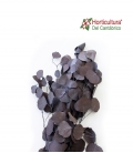 EUCALIPTO POPULUS