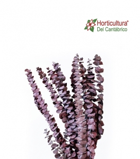 EUCALIPTO CINEREA GRANATE