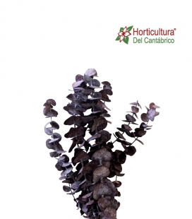 EUCALIPTO CINEREA DARCK
