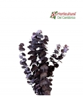 EUCALIPTO CINEREA DARCK
