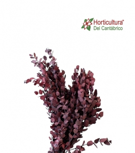 EUCALIPTO PARVIFOLIA