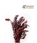 EUCALIPTO CINEREA BABY