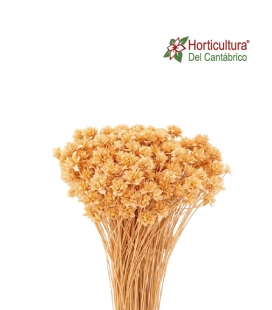 Hill flowers crema