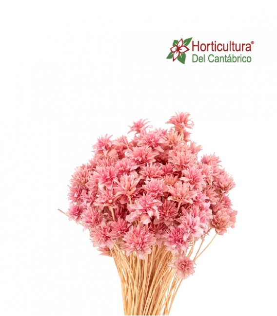 Hill flowers fucsia